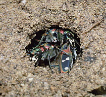 Tiger Beetle (Cicindela chinensis) group in burrow, Shiga, Japan