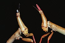 Insect (Taxiarchus giganteus) pair, South America