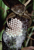 Giant Water Bug (Lethocerus deyrollei) with eggs, Shiga, Japan
