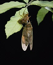 Large Brown Cicada (Graptopsaltria nigrofuscata) newly emerged after wings have dried, Shiga, Japan, sequence 7 of 7