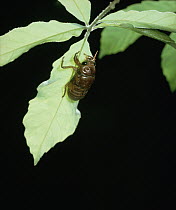 Large Brown Cicada (Graptopsaltria nigrofuscata) in larval form prior to emerging, Shiga, Japan, sequence 1 of 7