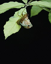 Large Brown Cicada (Graptopsaltria nigrofuscata) emerging from larval form, Shiga, Japan, sequence 3 of 7