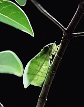 Large Brown Cicada (Graptopsaltria nigrofuscata) portrait on branch, Australia