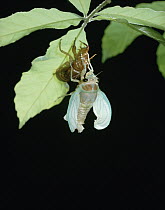 Large Brown Cicada (Graptopsaltria nigrofuscata) emerging from larval form, Shiga, Japan, sequence 5 of 7