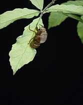 Large Brown Cicada (Graptopsaltria nigrofuscata) emerging from larval form, Shiga, Japan, sequence 2 of 7