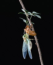 Cicada (Tanna japonensis) emerging, Shiga, Japan
