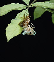 Large Brown Cicada (Graptopsaltria nigrofuscata) emerging from larval form, Shiga, Japan, sequence 4 of 7