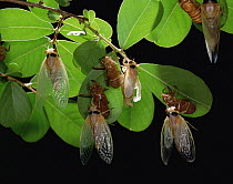 Cicada (Magicicada sp) adults emerge from larval form