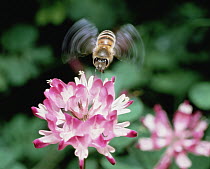 Honey Bee (Apis mellifera) feeding at flower, Shiga, Japan