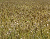Field of Wheat, Shiga, Japan