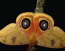 Io Moth (Automeris io) close up view of wings spread, Central America