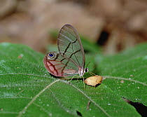 Glasswing (Cithaerias aurorina) butterfly feeding, Central America