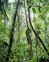 Rainforest interior, South America