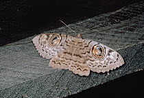Moth of unknown species displaying false eye-spots on spread wings, Central America