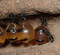 Honeypot Ant (Camponotus inflatus) repletes hanging from ceiling of larder, engorged with nectar they will regurgitate on demand to other workers, central Australia