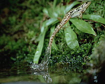 Black-spotted Frog (Rana nigromaculata) leaping from pond, Japan