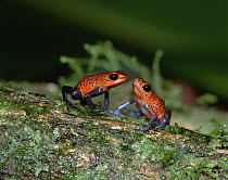 Strawberry Poison Dart Frog (Oophaga pumilio) pair, Central America