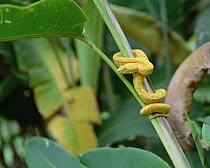 Eyelash Viper (Bothriechis schlegelii) coiled around plant stalk in rainforest, Costa Rica