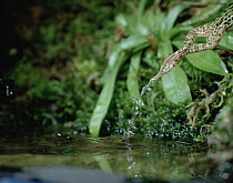 Black-spotted Frog (Rana nigromaculata) leaping from pond, Japan