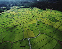Aerial view of rice paddy, Shiga, Japan