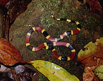 Black-banded Coral Snake (Micrurus nigrocinctus) aerial view, on rock, Central America