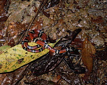 Milk Snake (Lampropeltis triangulum) mimics poisonous Coral Snake