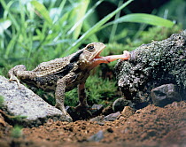 Japanese Toad (Bufo japonicus) catching insect with tongue, Shiga, Japan