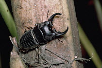 Earth-boring Dung Beetle (Aegus acuminatus) portrait, Asia