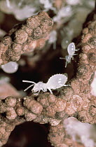 Termite (Macrotermes gilvus) larvae, Africa