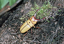 Stag Beetle (Prosopocoilus occipitalis) portrait, on log, Asia