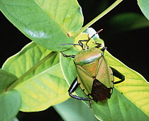 Tessaratomid (Eusthenes sp) beetle close up, on leaf
