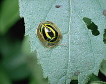 Tortoise Beetle, on leaf