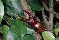 Stag Beetle (Prosopocoilus elephus) portrait, Asia