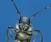 Long Horn Beetle (Batocera lineolata) close up, portrait, Shiga, Japan