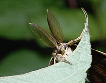 Gypsy Moth (Lymantria dispar) close up on leaf, front view, Shiga, Japan