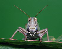 Migratory Locust (Locusta migratoria) on edge of blade, close up, front view, Shiga, Japan