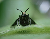 Wasp (Chrysops suavis) close up of head, Shiga, Japan