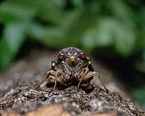 Large Brown Cicada (Graptopsaltria nigrofuscata) on log, close up, front view, Shiga, Japan