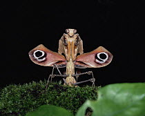 Malaysian Dead-leaf Mantis (Deroplatys desiccata), Asia