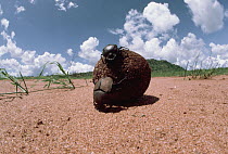 Dung Beetle (Scarabaeidae) pair rolling dung ball, Kenya