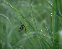 Common Burrower Mayfly (Ephemera sp) on dew covered grass, Shiga, Japan