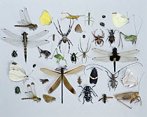 Collection of insect specimens showing variety of shapes and sizes, Shiga, Japan