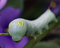 Impatiens Hawk Moth (Theretra oldenlandiae) caterpillar displaying false eye-spots, Central America