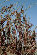 Desert Locust (Schistocerca gregaria) group on thorn bush, Africa