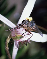 Insect pollinating Spider Orchid, Australia