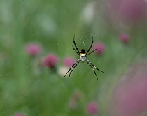 Garden Orb Weaver (Argiope amoena) spider in web, Shiga, Japan