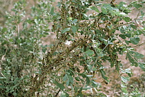 Desert Locust (Schistocerca gregaria) group on bush, Africa