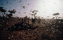 Desert Locust (Schistocerca gregaria) group flying, Africa
