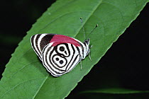 Cramer's Eighty-eight (Diaethria clymena) butterfly, Central America