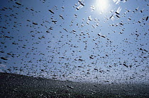 Migratory Locust (Locusta migratoria) swarm flying, Japan